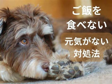 犬がご飯が食べないのに元気。また元気がないときの対処法