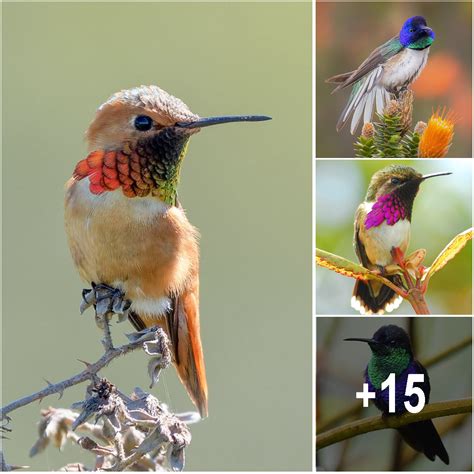 The Top 10 Most Spectacular Hummingbirds In The World Amazing Nature