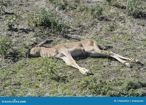 Blue Wildebeest New Born Calf Stock Image - Image of bearded, baby: 176663443