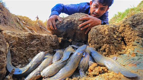 Amazing Fishing On Dry Season Catch A Lot Fish In Dry Land Fishing