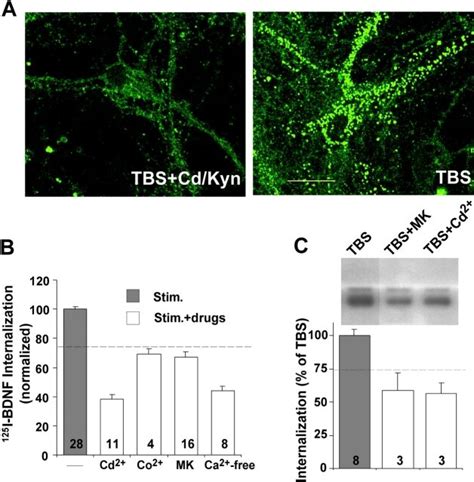 TrkB Internalization In The Absence Of BDNF Or Ca2 Influx A Effect