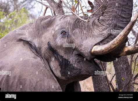 Close Up Of An African Elephant Bull Grazing On A Tree With Teary Cheek