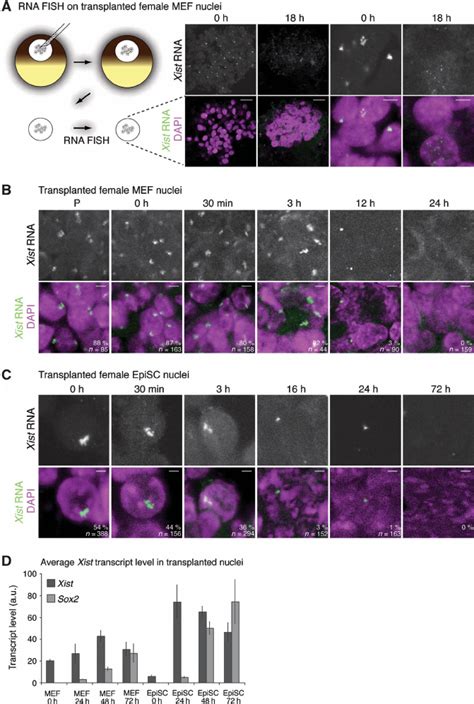 The Long Noncoding Rna Xist Dissociates From Chromatin Of The Xi After