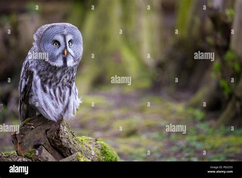 Great Grey Owl Strix Nebulosa Stock Photo Alamy