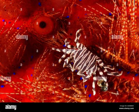 Zebra Crab In Sea Urchin Underwater Indonesia Lembeh Scuba Diving