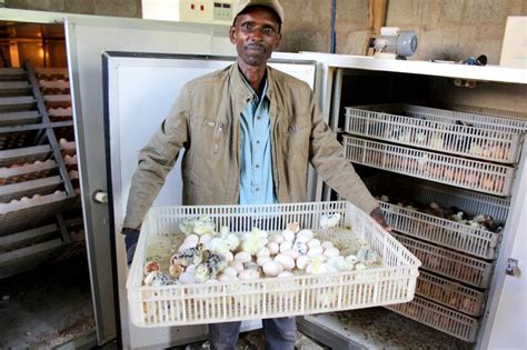 Opportunities For Investment In Tanzanias Poultry Sector Tanzania