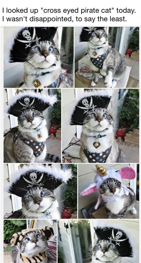 Purrfect Meme By Salmonfaggot420 Memedroid