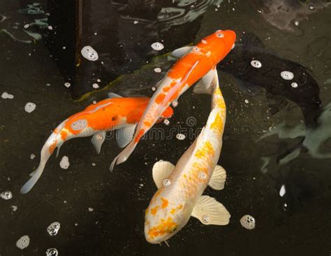 Koi carp in pond stock image. Image of summer, swim, aquarium - 65661889