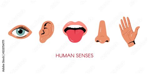 Five Senses Vector Illustrations Taste Sight Touch Smell Hearing