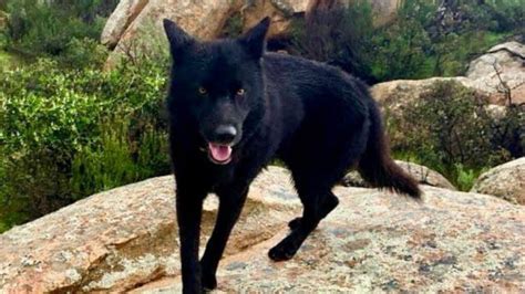 chilango Conoce al Calupoh el perro lobo mexicano con orígenes