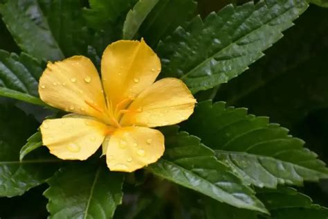 A Complete Guide To Growing Turnera Ulmifolia Flowers Flowerslib