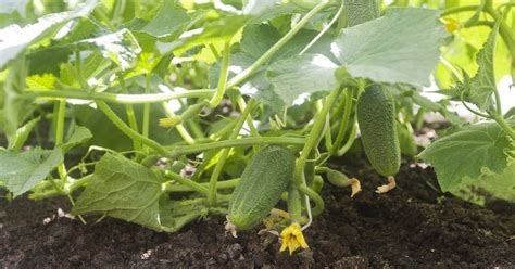 Que No Se Puede Plantar Al Lado De Los Pepinos Plantas A Evitar