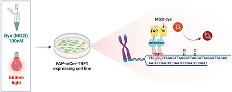 Frontiers Roles For The 8 Oxoguanine DNA Repair System In Protecting