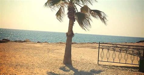 The Lonely Palm Tree Imgur