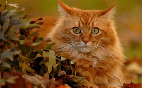 Cats Autumn Wallpapers Wallpaper Cave