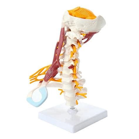 Life Size Cervical Vertebrae Vertebral Body Cervical Spine Nerve