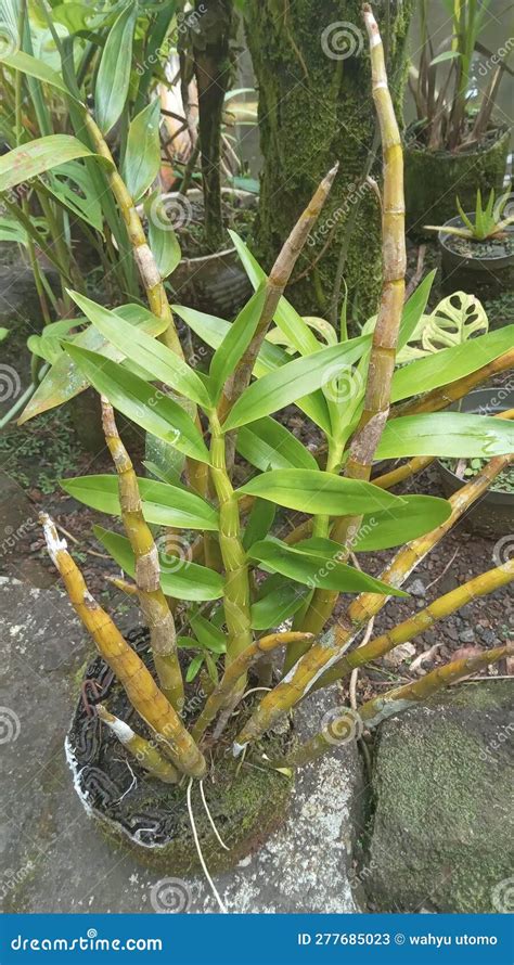 Local Orchid Plant Stock Image Image Of Green Tropics 277685023