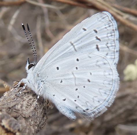 Echo Azure Celastrina echo (W.H. Edwards, 1864) | Butterflies and Moths of North America