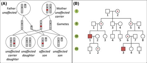 X Linked Recessive Inheritance And Pedigree A Inheritance Pattern Of