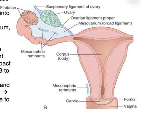 34 Ovarian Pathology 1 Flashcards Quizlet