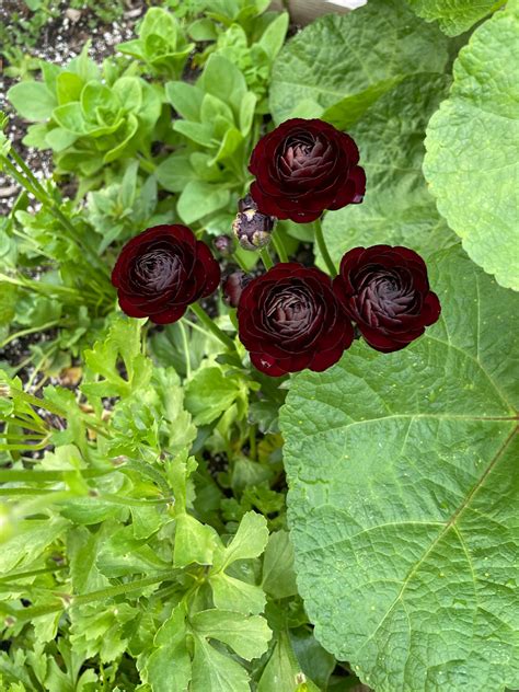 Shop Ranunculus Collection The Happy Hour Flowers