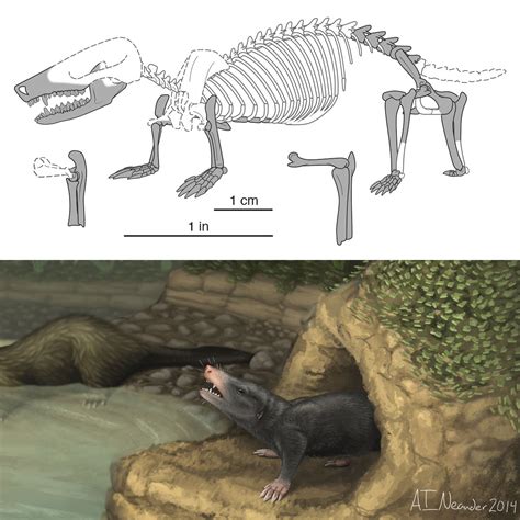 G1 Cientistas descobrem fósseis de dois mamíferos milenares