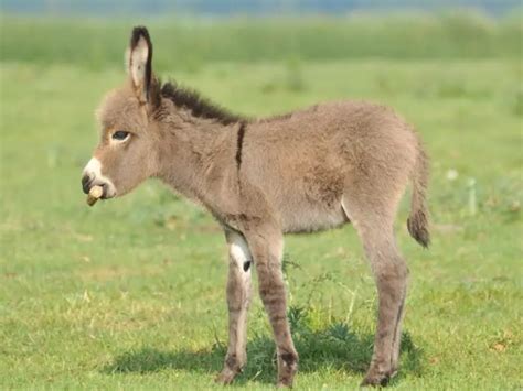 200+ Funny Donkey Names (Beyond the Ordinary Choices!)