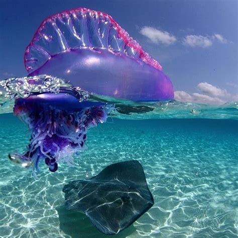 This Portuguese man o' war and stingray #nature #Photography #Makeup # ...