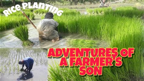 Rice Farming Paano Nga Ba Magtanim Ng Palay Complete Guide Of