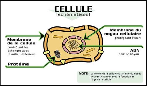 Fiche Documents 3°