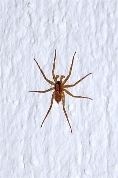 Male Hobo Spider Hobo Spiders Are Brown And Measure Roughl Flickr