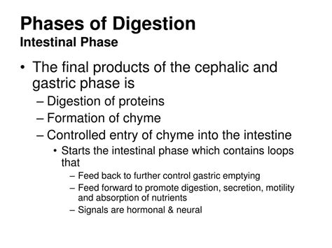 Ppt Digestive Physiology Powerpoint Presentation Free Download Id 6524223