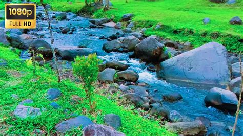 Relaxing Nature Sounds Nature Water Sounds Asmr River Sounds For