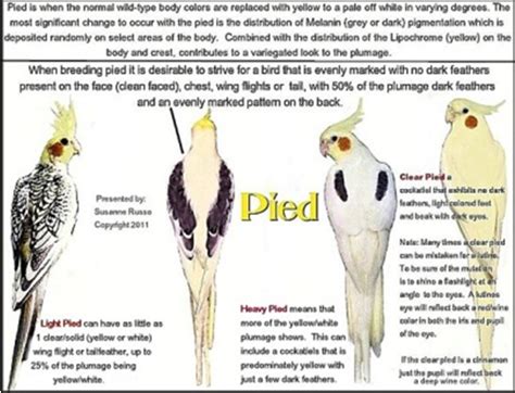 Chapter 10 – COCKATIEL MUTATIONS, A Bounty of Color in 2021 | Cockatiel ...