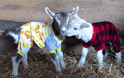 Goats In Pajamas At The Franklin Farmers Market Franklin Farmers Market