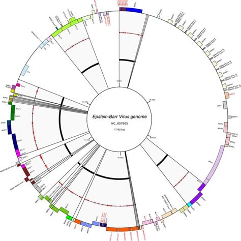 Comparison Of Phylogenetic Trees According To EBV 1 And EBV 2