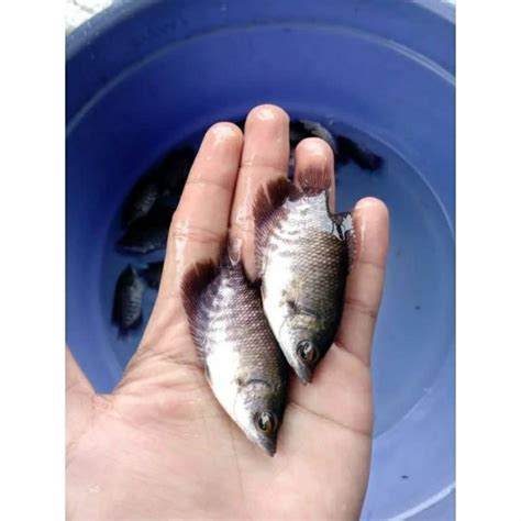 Jual Bibit Ikan Gurame Soang Ukuran Jari Harga Per Ekor Shopee