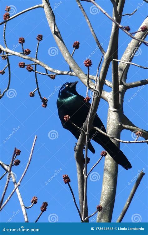 Black Iridescent Bird Identified As A Grackle Perched On A Bare Tree