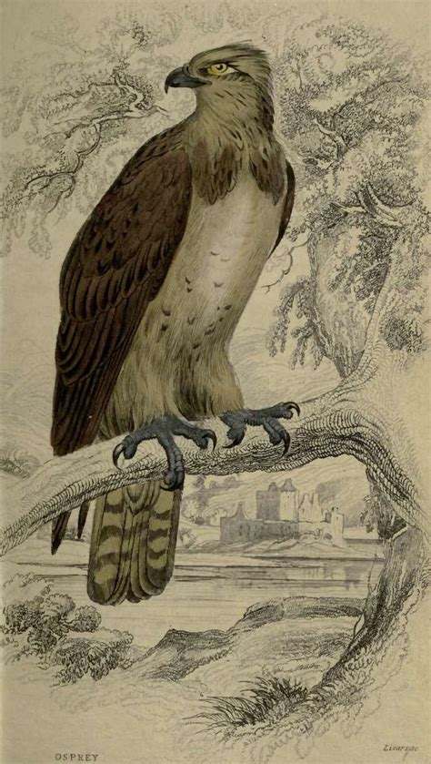 Osprey From Volume Of The Naturalists Library Edited By Sir