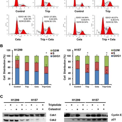 Triptolide And Celastrol Synergistically Induce G2 M Cell Cycle Arrest