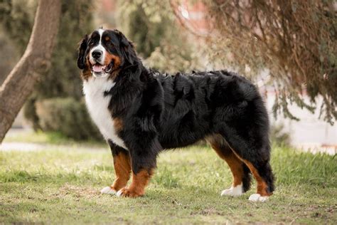 bernese mountain dogs affectionate  charming giants  dogman