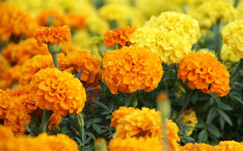 Marigold Wallpapers - Wallpaper Cave