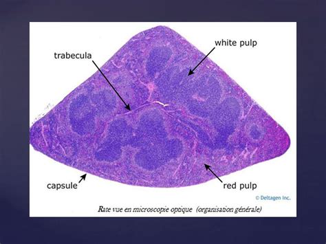 Le Ganglion Lymphatique Le Ganglion Lymphatique I Generalites Les