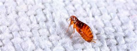 How To Get Rid Of Fleas In Your Carpet — Full Guide