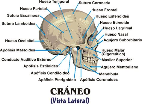 CrÁneo Lateral © 2003 Edgar Lopategui Corsino