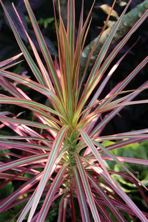 Close Up Of A Tri Color Dracaena Marginata Plant Stock Image Image Of