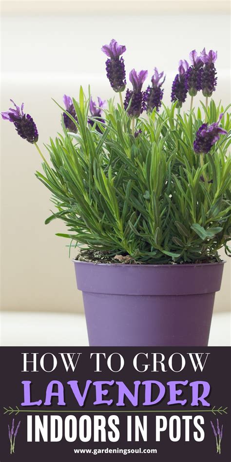 How To Grow Lavender Indoors In Pots Growing Lavender Growing