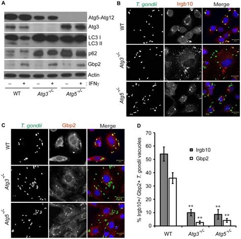 A Wildtype Wt Atg And Atg Mefs Were Treated Overnight With