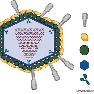 Schematic Representation Of Rotavirus Structure The Infectious Virion