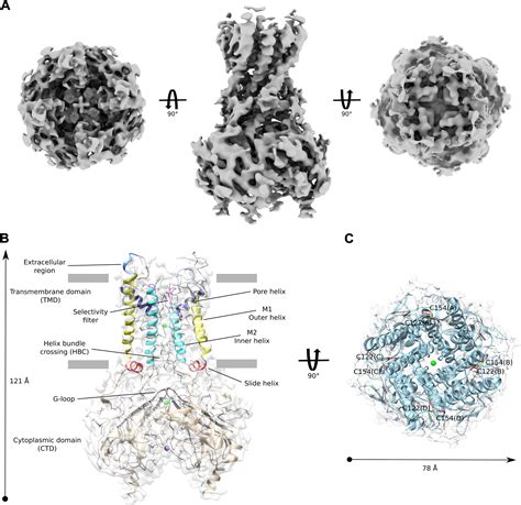 Cryoelectron Microscopy Unveils Unique Structural Features Of The